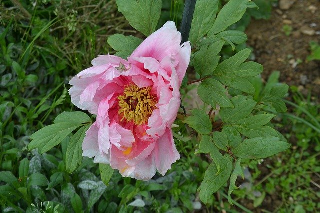 Free download Flower Peony Spring -  free photo or picture to be edited with GIMP online image editor