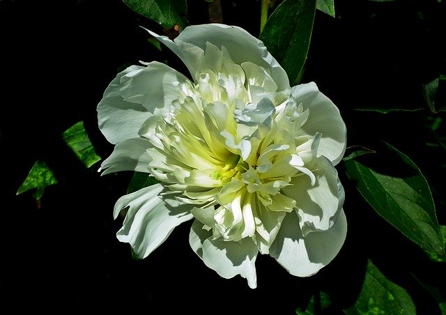 Free download Flower Peony White -  free photo or picture to be edited with GIMP online image editor