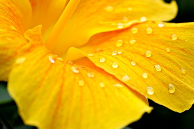 Téléchargement gratuit d'une image gratuite de gouttelette d'eau de pétale de fleur d'hibiscus à modifier avec l'éditeur d'images en ligne gratuit GIMP