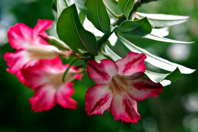 Free download flower petals adenium flora nature free picture to be edited with GIMP free online image editor