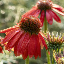 flower petals are splashed by the rain  screen for extension Chrome web store in OffiDocs Chromium