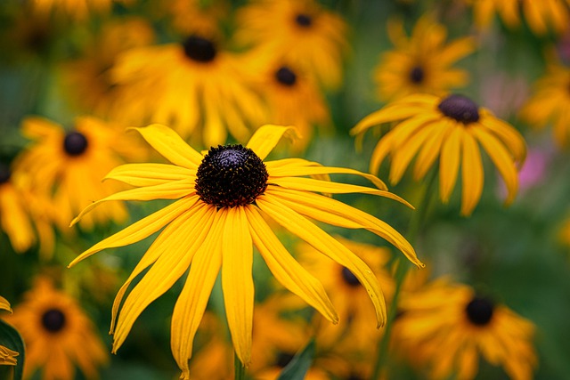 Muat turun percuma kelopak bunga gambar percuma bunga kon mata hitam untuk diedit dengan editor imej dalam talian percuma GIMP