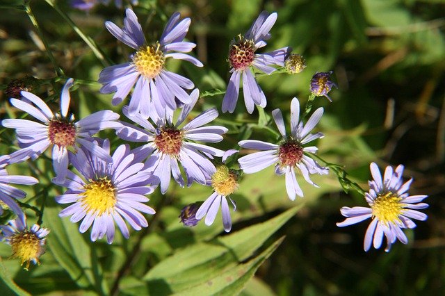 הורדה חינם Flower Petals Bloom - תמונה או תמונה בחינם לעריכה עם עורך התמונות המקוון GIMP