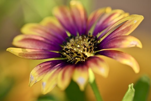 Free download flower petals bloom blossom flora free picture to be edited with GIMP free online image editor