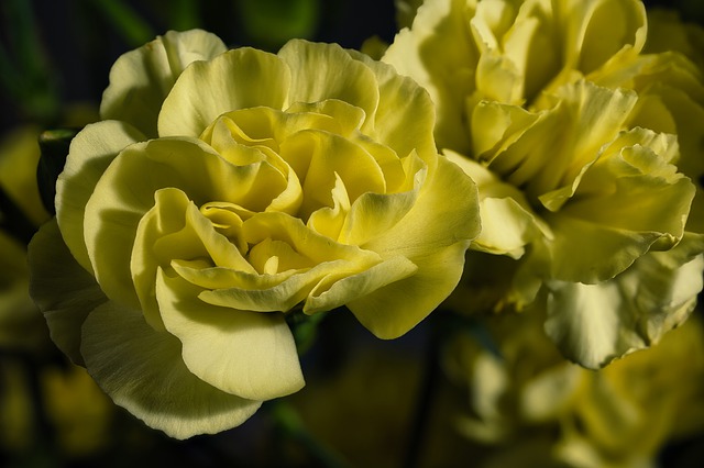 Free download flower petals bloom blossom nature free picture to be edited with GIMP free online image editor