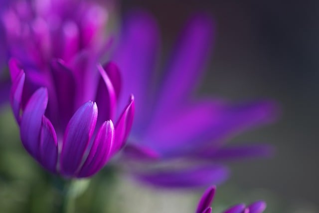 Free download flower petals bloom blossom summer free picture to be edited with GIMP free online image editor