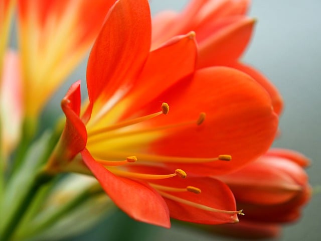 Free download flower petals blossom bloom free picture to be edited with GIMP free online image editor