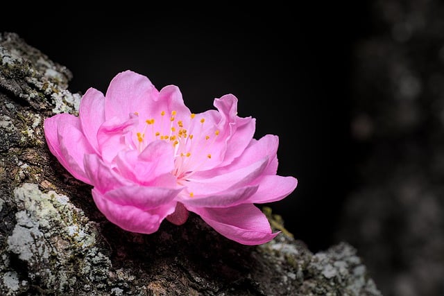 Free download flower petals blossom bloom pink free picture to be edited with GIMP free online image editor