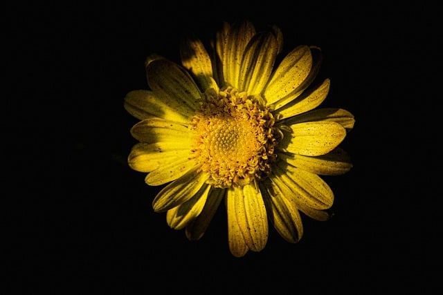 免费下载花瓣绽放的彩色免费图片，使用 GIMP 免费在线图像编辑器进行编辑