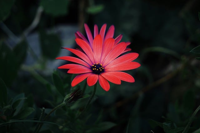 Free download flower petals bud plant nature free picture to be edited with GIMP free online image editor