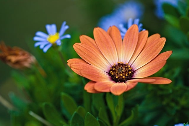 Kostenloser Download Blütenblätter Knospen Garten farbiges kostenloses Bild zur Bearbeitung mit dem kostenlosen Online-Bildeditor GIMP