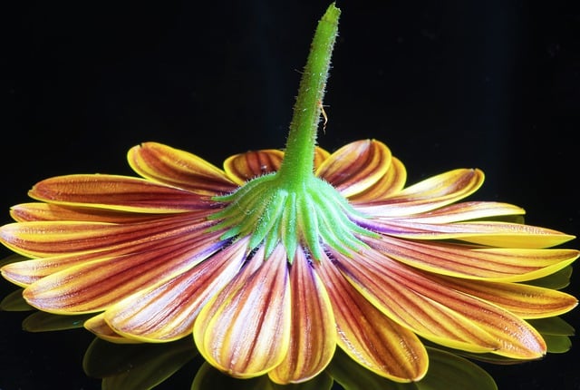 免费下载花瓣雏菊花卉植物区系免费图片可使用 GIMP 免费在线图像编辑器进行编辑
