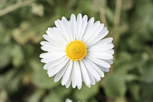 ดาวน์โหลดฟรี กลีบดอกไม้ สวนเดซี่ ปล่อยให้รูปภาพฟรีเพื่อแก้ไขด้วย GIMP โปรแกรมแก้ไขรูปภาพออนไลน์ฟรี