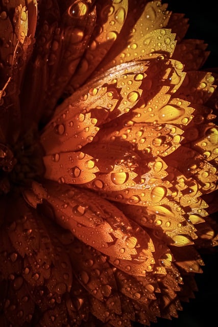 Free download flower petals drops garden nature free picture to be edited with GIMP free online image editor