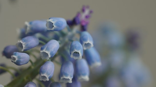 Free download flower petals flora botany blossom free picture to be edited with GIMP free online image editor