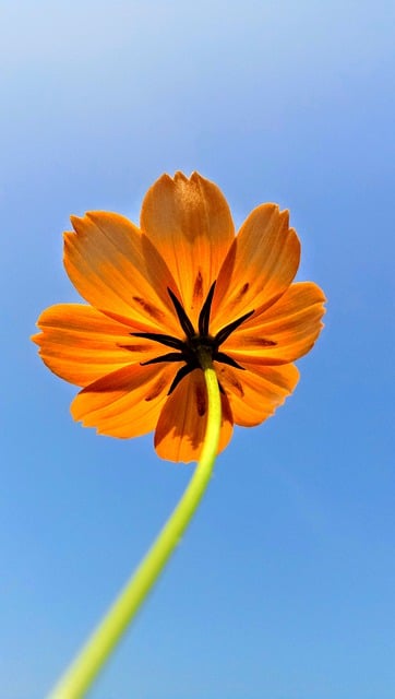 Free download flower petals flora botany sky free picture to be edited with GIMP free online image editor