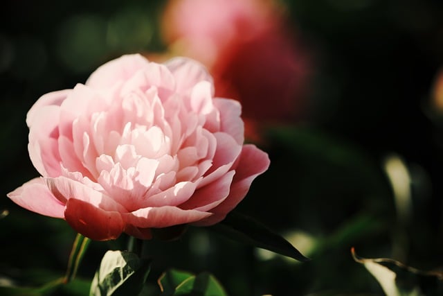 Free download flower petals flora botany spring free picture to be edited with GIMP free online image editor