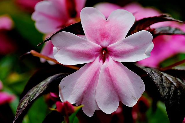 Free download flower petals flora nature free picture to be edited with GIMP free online image editor