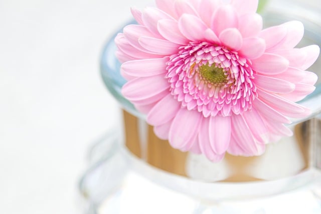Free download flower petals gerbera blossom vase free picture to be edited with GIMP free online image editor