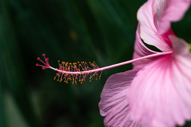 הורדה חינם עלי כותרת של פרחים היביסקוס תמונה ללא תשלום לעריכה עם עורך תמונות מקוון בחינם של GIMP