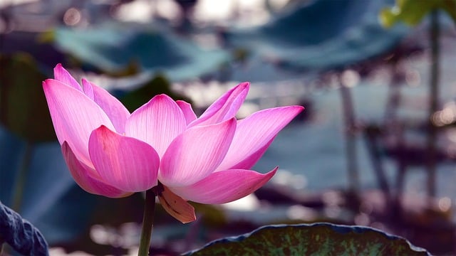 Free download flower petals lotus pond free picture to be edited with GIMP free online image editor