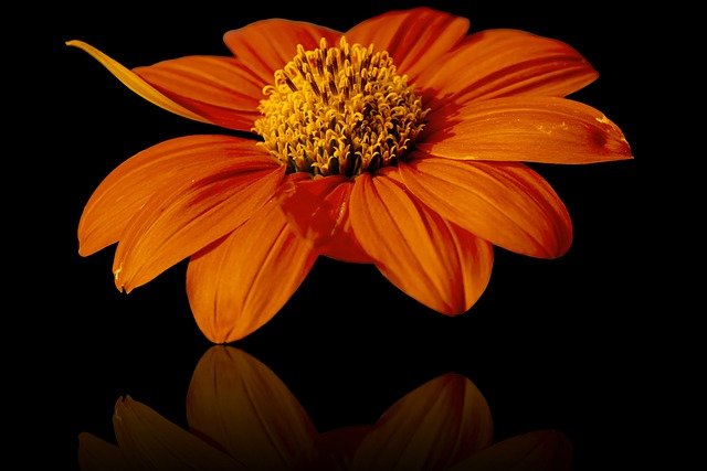 Free download flower petals mexican sunflower free picture to be edited with GIMP free online image editor