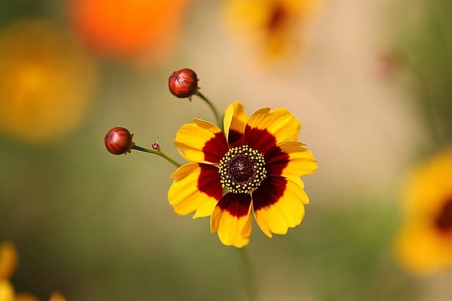Free download flower petals parasitic plant free picture to be edited with GIMP free online image editor