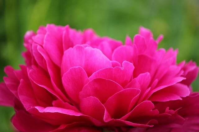 Free download flower petals pink peony garden free picture to be edited with GIMP free online image editor
