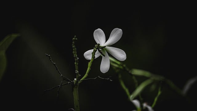 Free download flower petals plant bloom blossom free picture to be edited with GIMP free online image editor