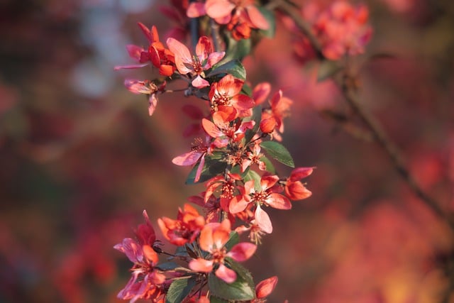 Free download flower petals plants spring flora free picture to be edited with GIMP free online image editor