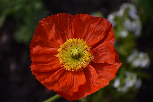 Free download flower petals poppy corn poppy free picture to be edited with GIMP free online image editor