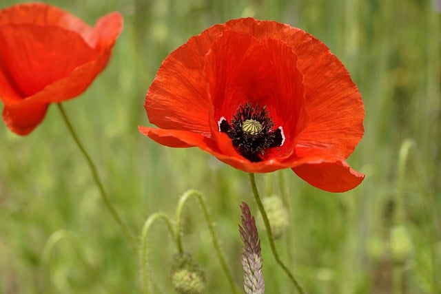 Free download flower petals poppy meadow free picture to be edited with GIMP free online image editor