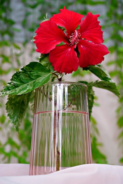 Free download flower petals red hibiscus vase free picture to be edited with GIMP free online image editor