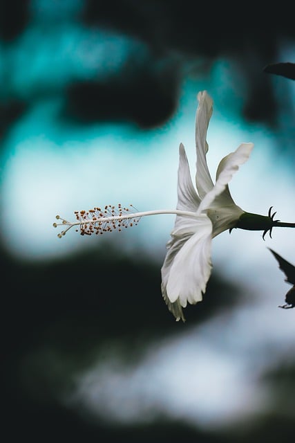 قم بتنزيل صورة مجانية مجانية بتلات الزهور المستديرة للطبيعة لتحريرها باستخدام محرر الصور المجاني عبر الإنترنت GIMP