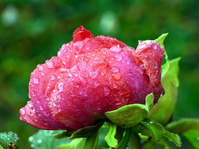 Free download flower petals sheets nature flora free picture to be edited with GIMP free online image editor
