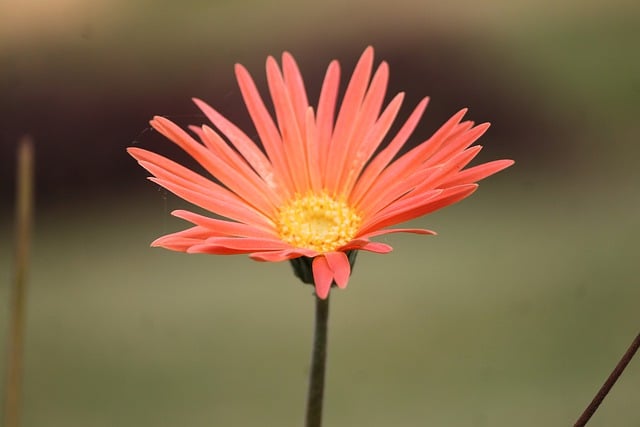 Безкоштовно завантажте пелюстки квітів, тичинки, безкоштовне зображення для редагування за допомогою безкоштовного онлайн-редактора зображень GIMP