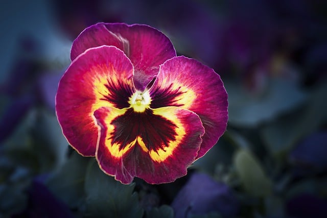 Free download flower petals violet nature botany free picture to be edited with GIMP free online image editor
