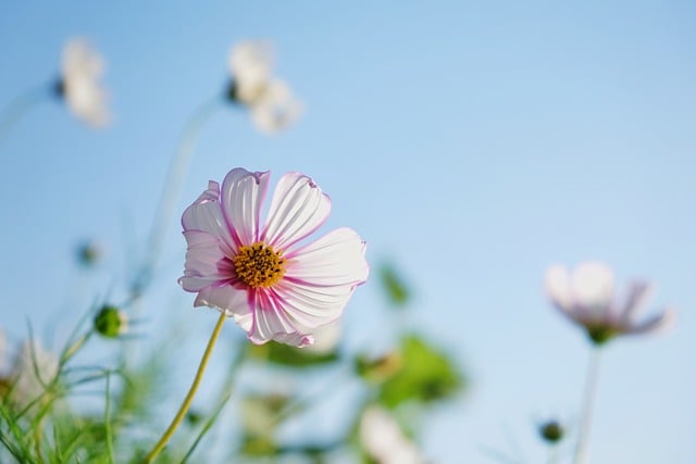 Free download flower petals wildflowers free picture to be edited with GIMP free online image editor