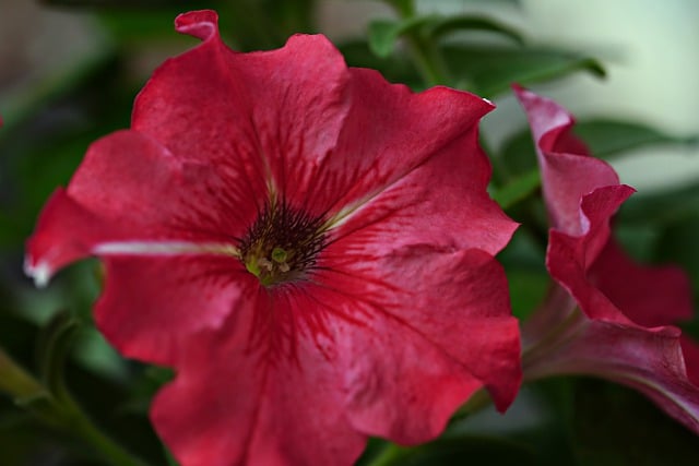 Gratis download bloem petunia flora natuur gratis afbeelding om te bewerken met GIMP gratis online afbeeldingseditor