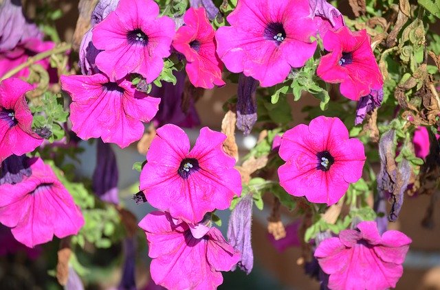 Descărcare gratuită Flower Petunia Mov - fotografie sau imagine gratuită pentru a fi editată cu editorul de imagini online GIMP