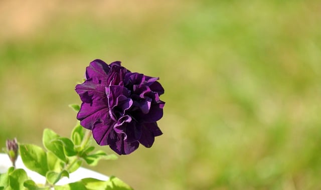 Free download flower petunia nature bloom purple free picture to be edited with GIMP free online image editor