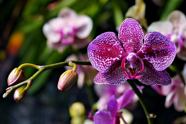 Free download flower phalaenopsis amabilis orchid free picture to be edited with GIMP free online image editor