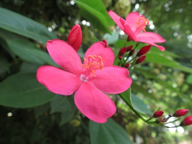 Free download Flower Pink Bloom -  free photo or picture to be edited with GIMP online image editor