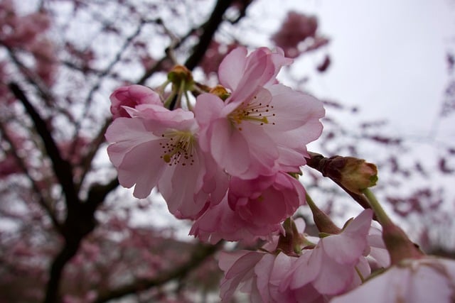 Free download flower pink blossom bloom nature free picture to be edited with GIMP free online image editor