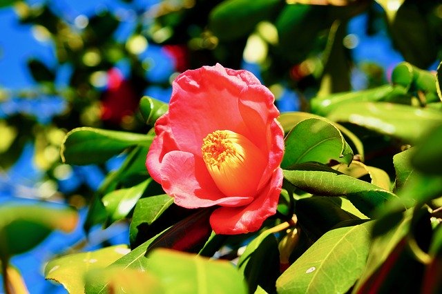 Unduh gratis Flower Pink Blue - foto atau gambar gratis untuk diedit dengan editor gambar online GIMP