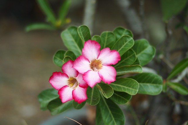 دانلود رایگان Flower Pink Botanical - عکس یا تصویر رایگان قابل ویرایش با ویرایشگر تصویر آنلاین GIMP