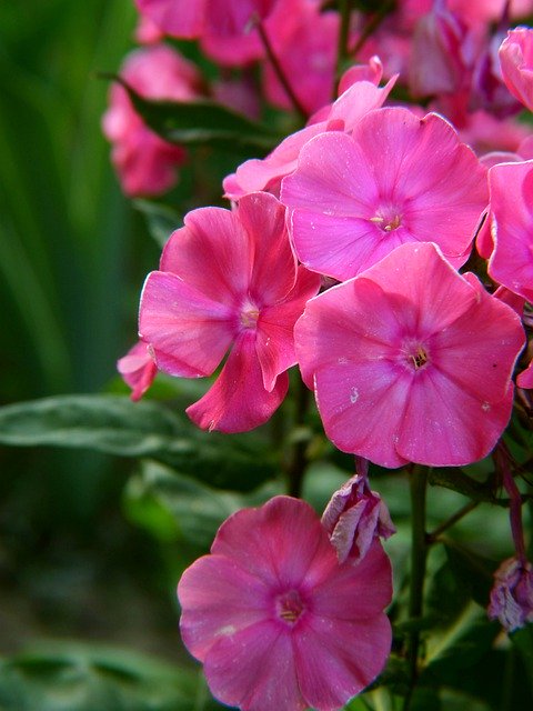Безкоштовно завантажте Flower Pink Bouquet — безкоштовну фотографію чи зображення для редагування за допомогою онлайн-редактора зображень GIMP
