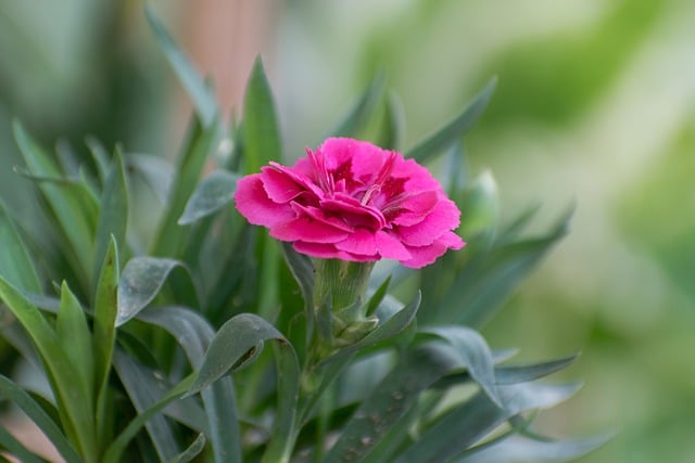 Free download flower pink carnation flower garden free picture to be edited with GIMP free online image editor