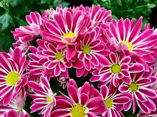 Descarga gratuita Flower Pink Chrysanthemum: foto o imagen gratuita para editar con el editor de imágenes en línea GIMP