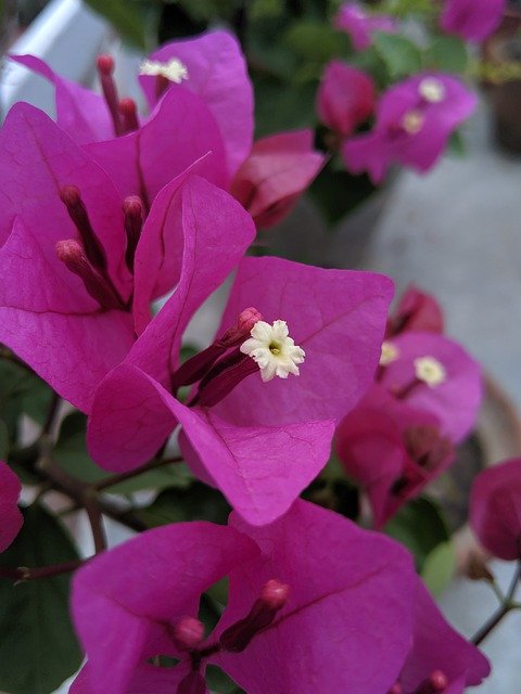 Muat turun percuma Flower Pink Close Up - foto atau gambar percuma untuk diedit dengan editor imej dalam talian GIMP